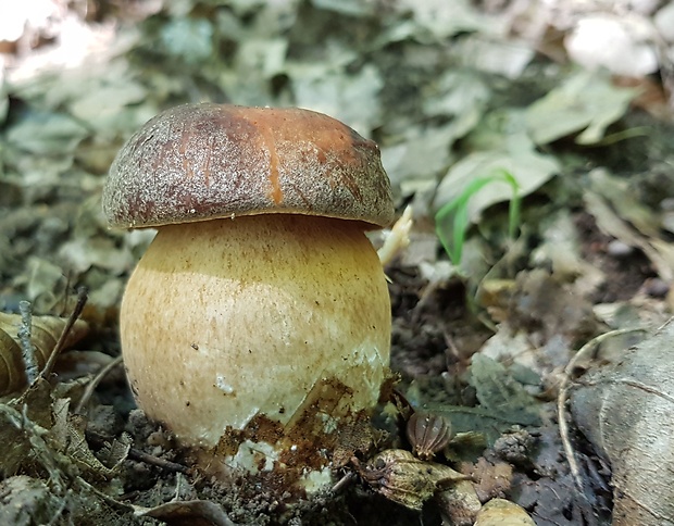 hríb bronzový Boletus aereus Bull. ex Fr.