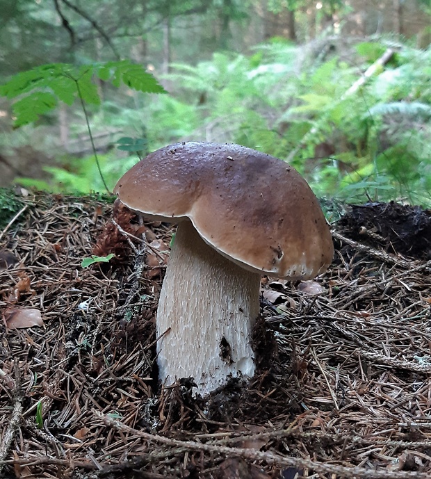 hríb smrekový Boletus edulis Bull.