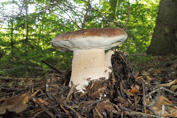 hríb smrekový Boletus edulis Bull.