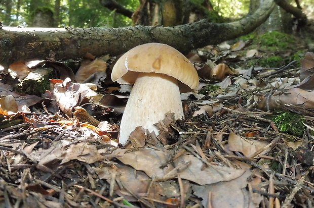 hríb smrekový Boletus edulis Bull.