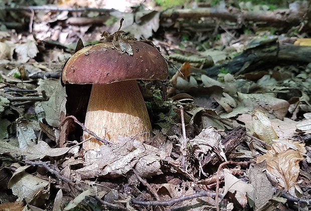 hríb dubový Boletus reticulatus Schaeff.