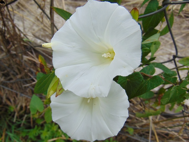 povoja plotná Calystegia sepium (L.) R. Br.