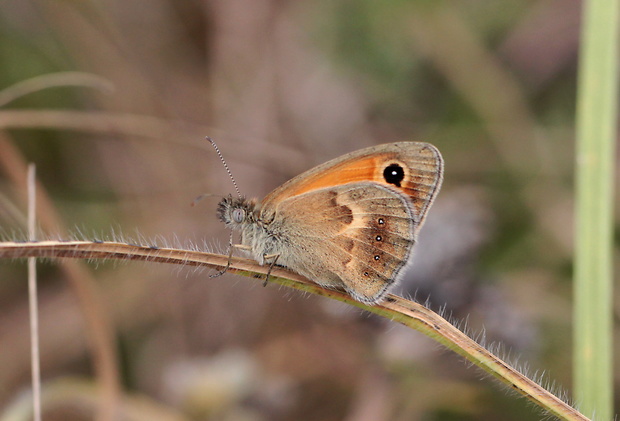 očkáň pohánkový  Coenonympha pamphilus