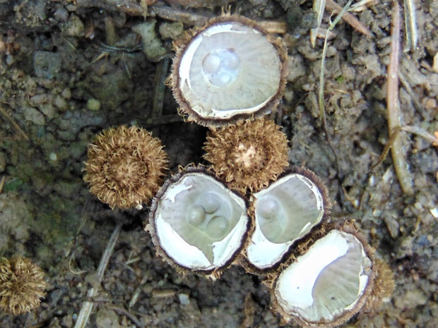 čiaškovec pásikavý Cyathus striatus (Huds.) Willd.