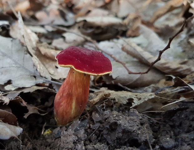 suchohríb karmínový Hortiboletus rubellus (Krombh.) Simonini, Vizzini & Gelardi