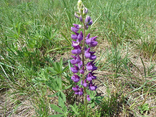 lupina mnoholistá Lupinus polyphyllus Lindl.