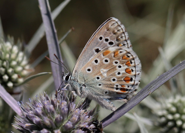 modráčik ďatelinový  Polyommatus bellargus