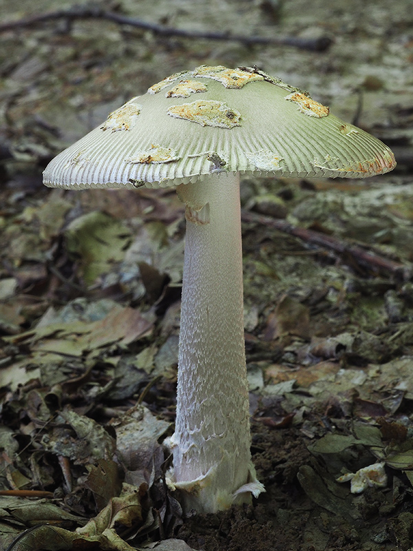 muchotrávka chrastavá Amanita ceciliae (Berk. & Broome) Bas