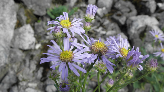 astra spišská Aster amelloides Besser