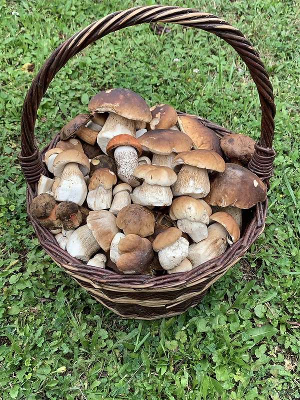 hríb smrekový Boletus edulis Bull.