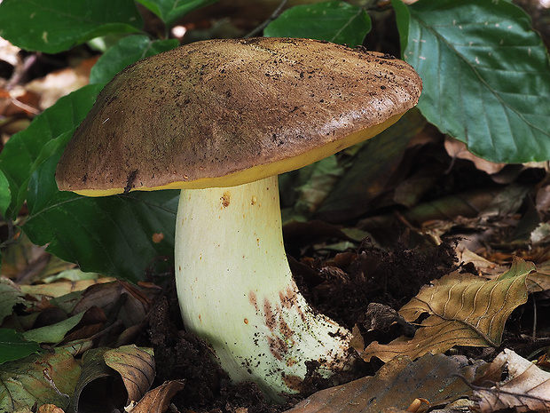 hríb príveskatý Butyriboletus appendiculatus (Schaeff. ex Fr.) Secr.