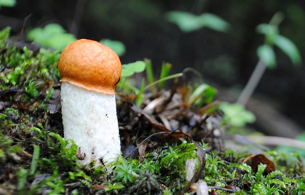 kozák osikový Leccinum albostipitatum den Bakker & Noordel.