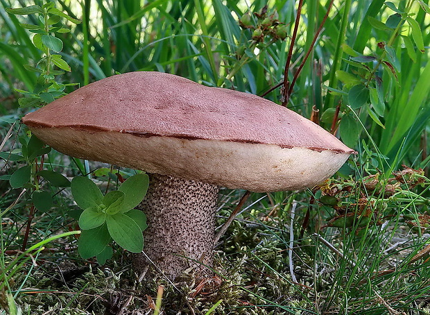 kozák smrekový Leccinum piceinum Pilát & Dermek