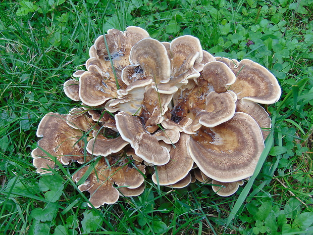 vejárovec obrovský Meripilus giganteus (Pers.) P. Karst.