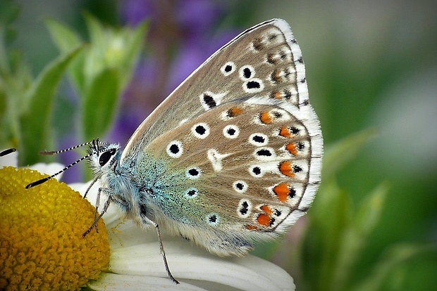 modráčik ďatelinový (sk) / modrásek jetelový (cz) Polyommatus bellargus Rottemburg, 1775