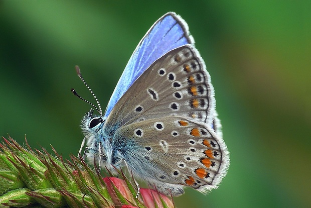 modráčik obyčajný (sk) / modrásek jehlicový (cz) Polyommatus icarus Rottemburg, 1775