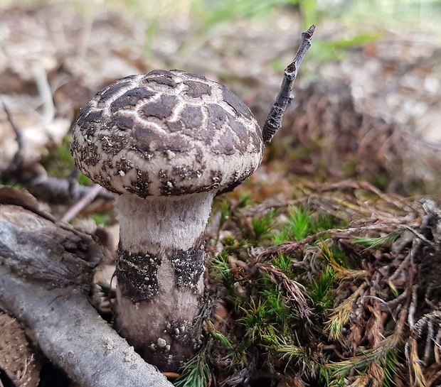 šiškovec šupinatý Strobilomyces strobilaceus (Scop.) Berk.