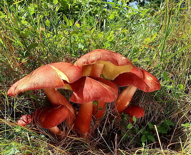 čírovec červenožltý Tricholomopsis rutilans (Schaeff.) Singer