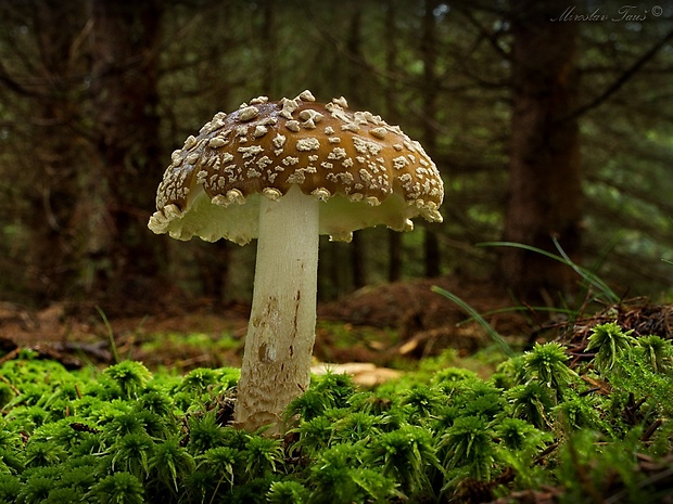 muchotrávka kráľovská Amanita regalis (Fr.) Michael