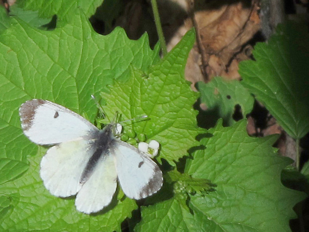 mlynárik žeruchový Anthocharis cardamines