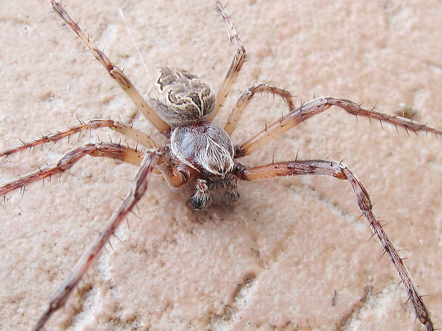 križiak obyčajný Araneus diadematus