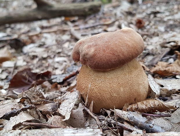 hríb dubový Boletus reticulatus Schaeff.