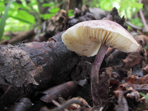 bedlička fialová Cystolepiota bucknallii (Berk. & Broome) Singer & Clémençon