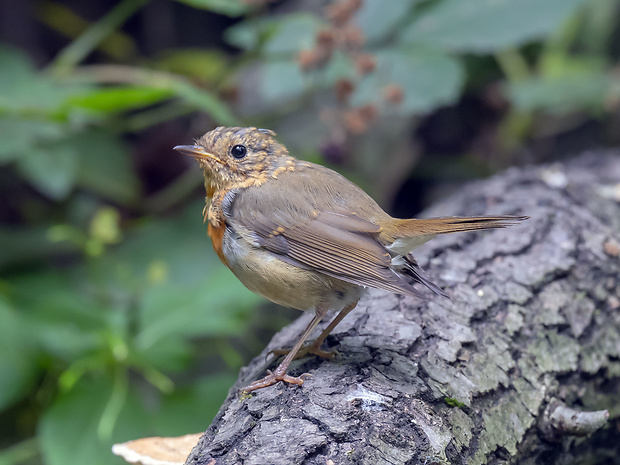 slavik červienka Erithacus rubecula