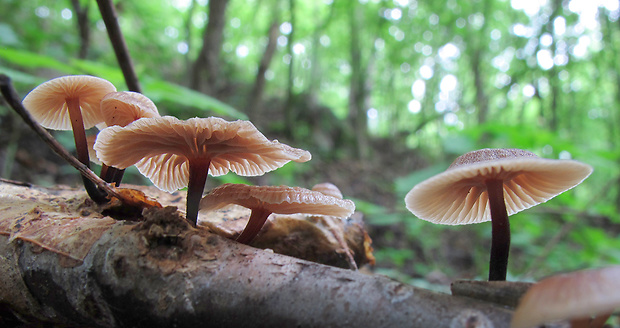 špička smradľavá ??? Gymnopus foetidus (Sowerby) J.L. Mata & R.H. Petersen