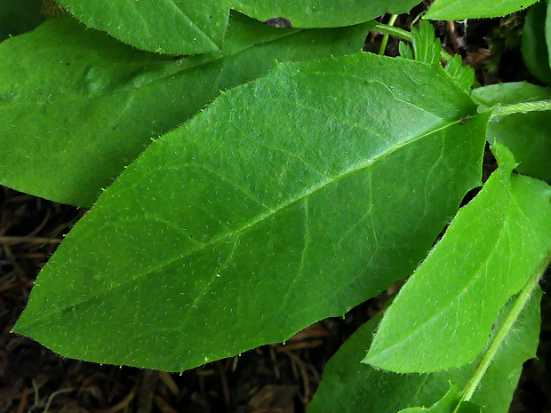 jastrabnik Hieracium tenuiflorum Arv.-Touv.