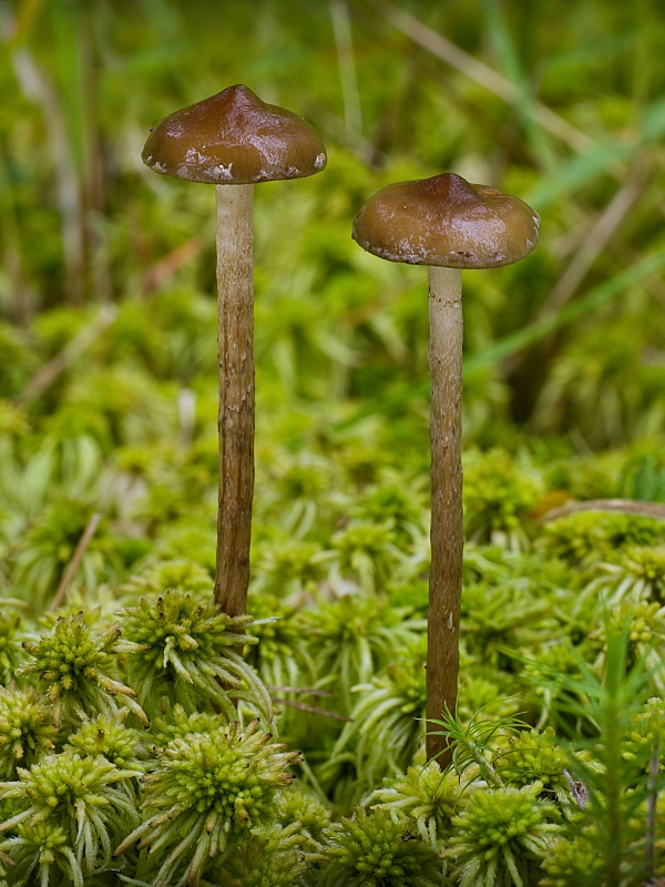 strapcovka Hypholoma myosotis (Fr.) M. Lange