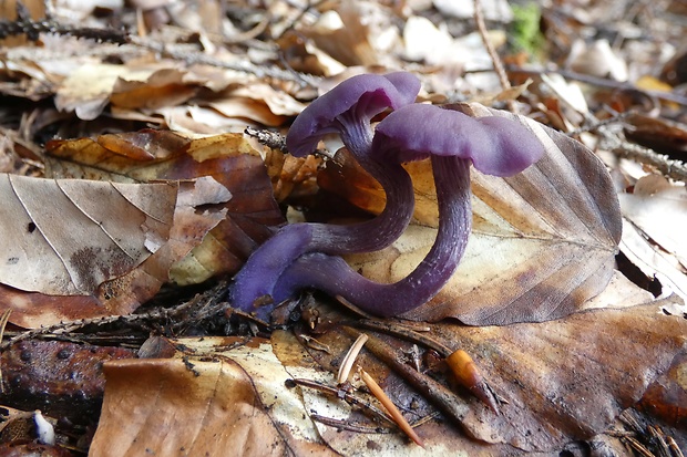 lakovka ametystová Laccaria amethystina (Huds.) Cooke