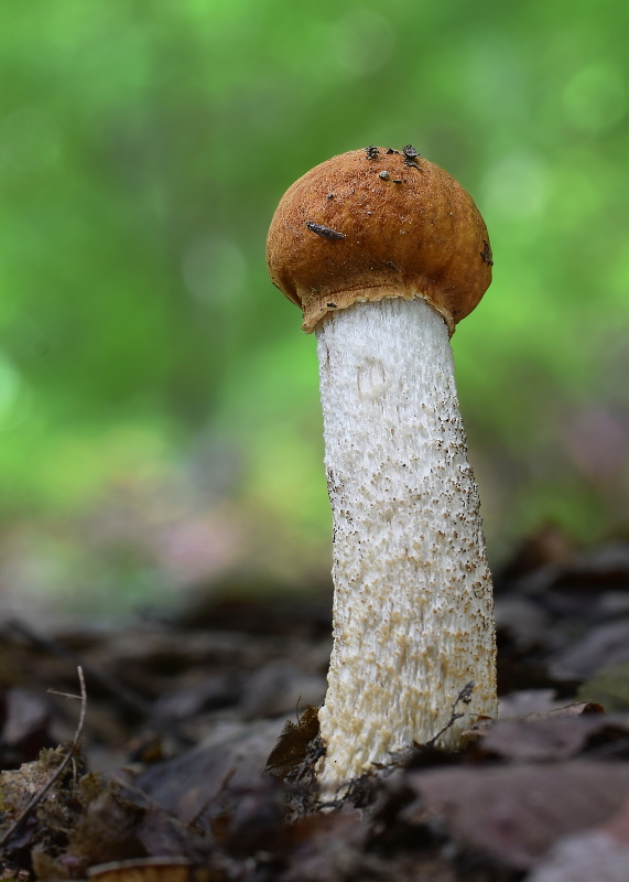 kozák osikový Leccinum albostipitatum den Bakker & Noordel.