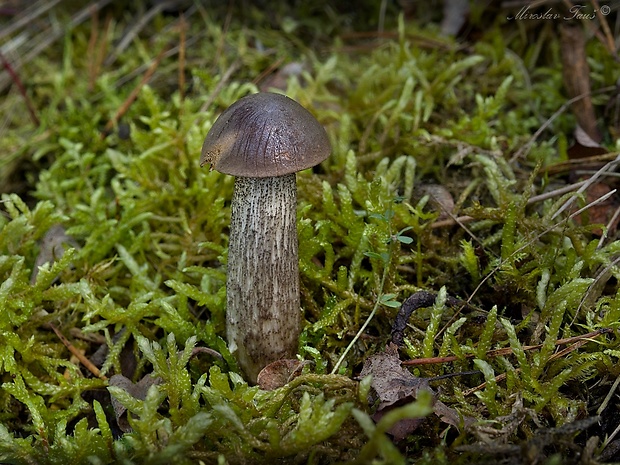 kozák brezový Leccinum scabrum (Bull.) Gray