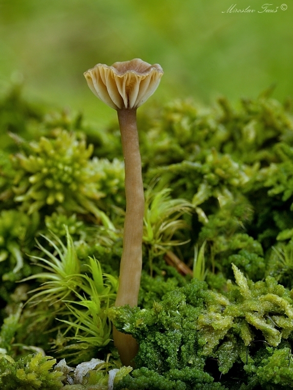 kalichovka vrúbkovaná Lichenomphalia umbellifera (L.) Redhead, Lutzoni, Moncalvo & Vilgalys