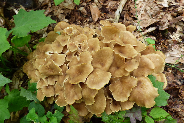 trúdnik klobúčkatý Polyporus umbellatus (Pers.) Fr.