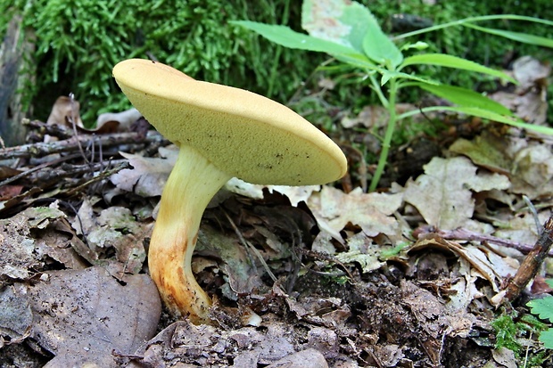 suchohríb marhuľovožltý Rheubarbariboletus armeniacus (Quél.) Vizzini, Simonini & Gelardi