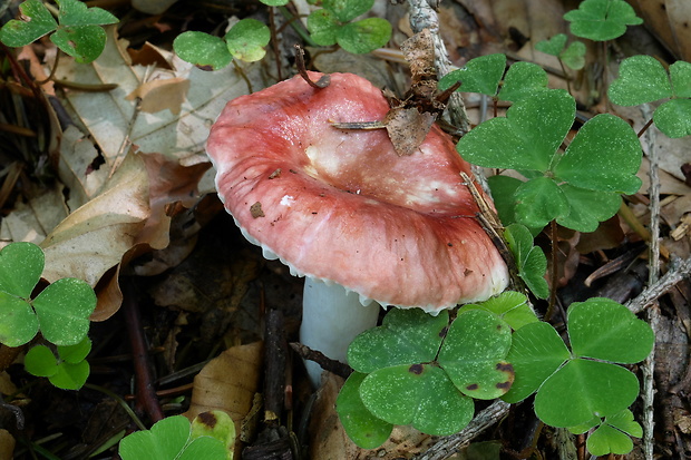 plávka šťúpla Russula puellula Ebbesen, F.H. Møller & Jul. Schäff.