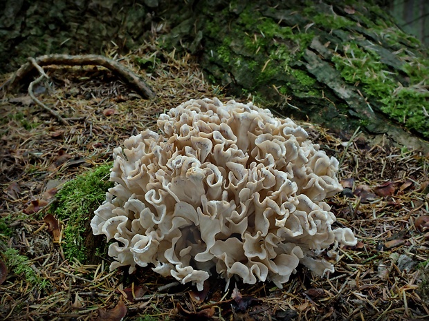 kučierka jedľová Sparassis brevipes Krombh.