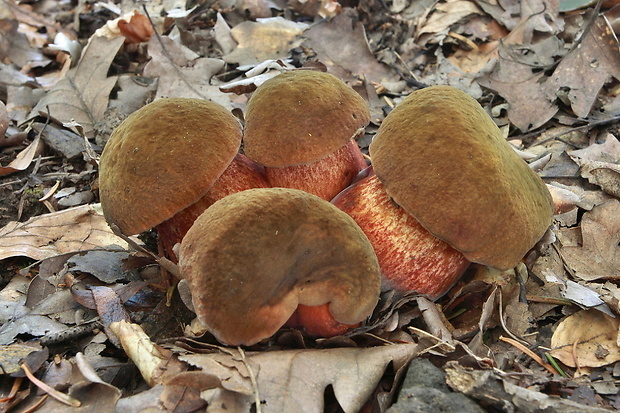 hríb zrnitohlúbikový Sutorius luridiformis (Rostk.) G. Wu & Zhu L. Yang