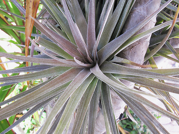 tillandsia Tillandsia sp.