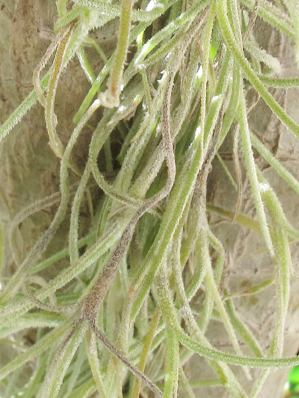 tillandsia Tillandsia sp.