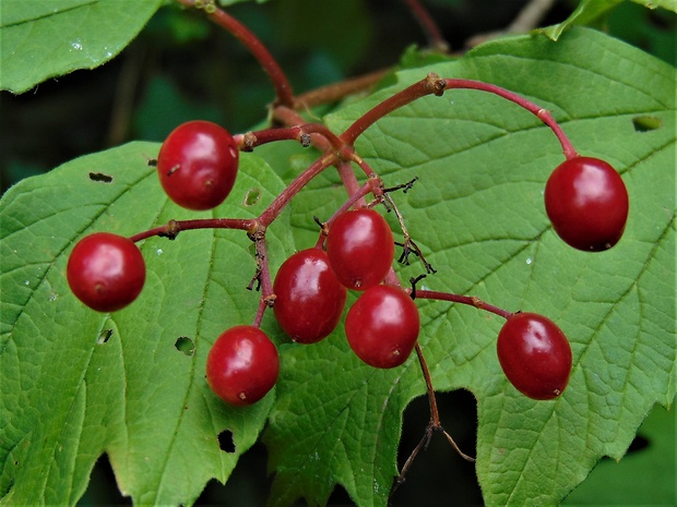 kalina obyčajná Viburnum opulus L.