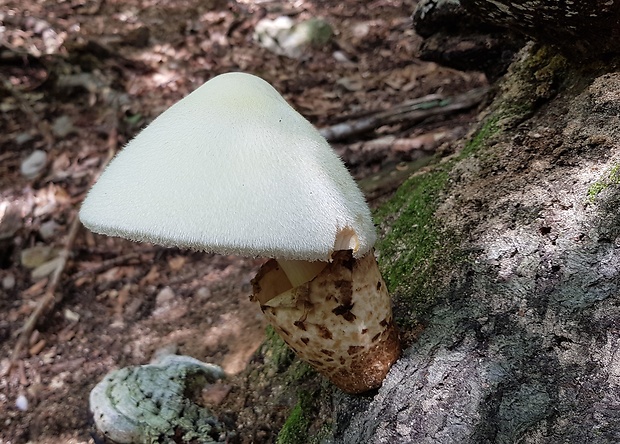 pošvovec stromový Volvariella bombycina (Schaeff.) Singer