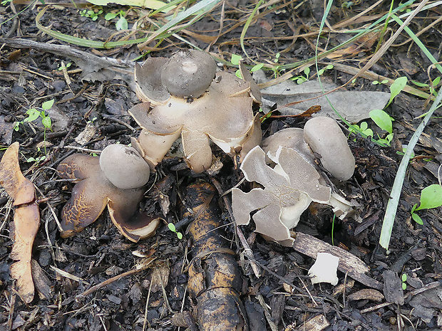 hviezdovka klenbová Geastrum fornicatum (Huds.) Hook.