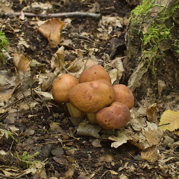 peniazovka vretenovitohlúbiková Gymnopus fusipes (Bull.) Gray