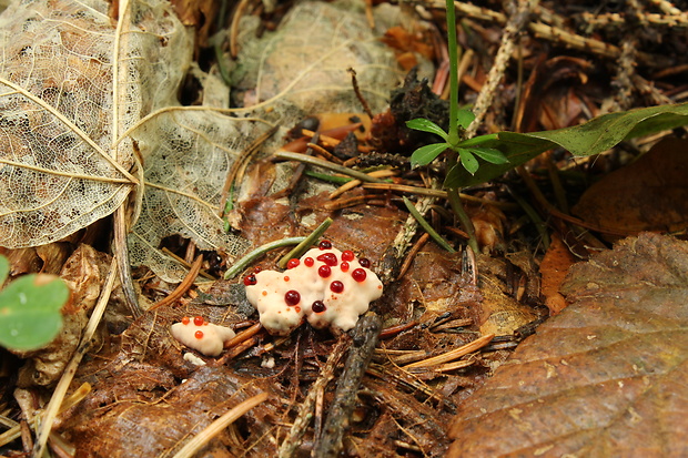 jelenkovka pálčivá Hydnellum peckii Banker