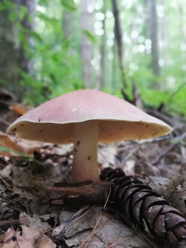 čírovec červenožltý Tricholomopsis rutilans (Schaeff.) Singer