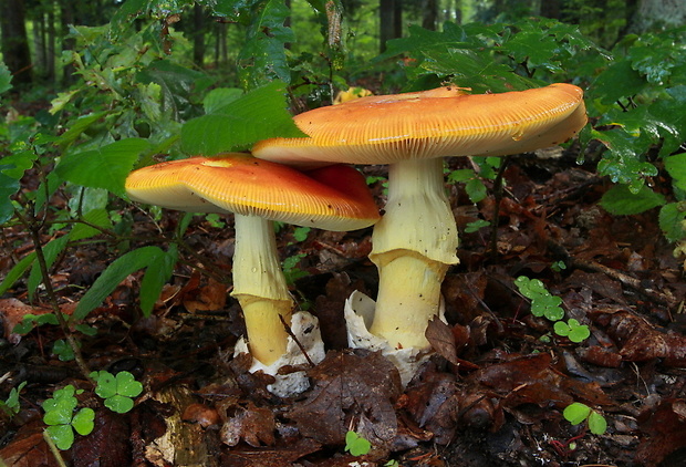 muchotrávka cisárska Amanita caesarea (Scop.) Pers.