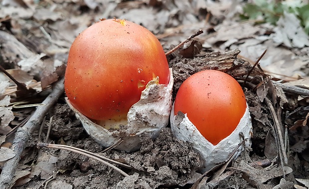 muchotrávka cisárska Amanita caesarea (Scop.) Pers.